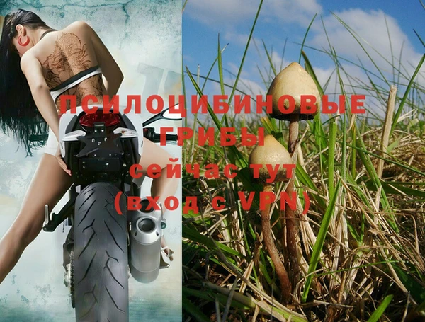 индика Богородицк